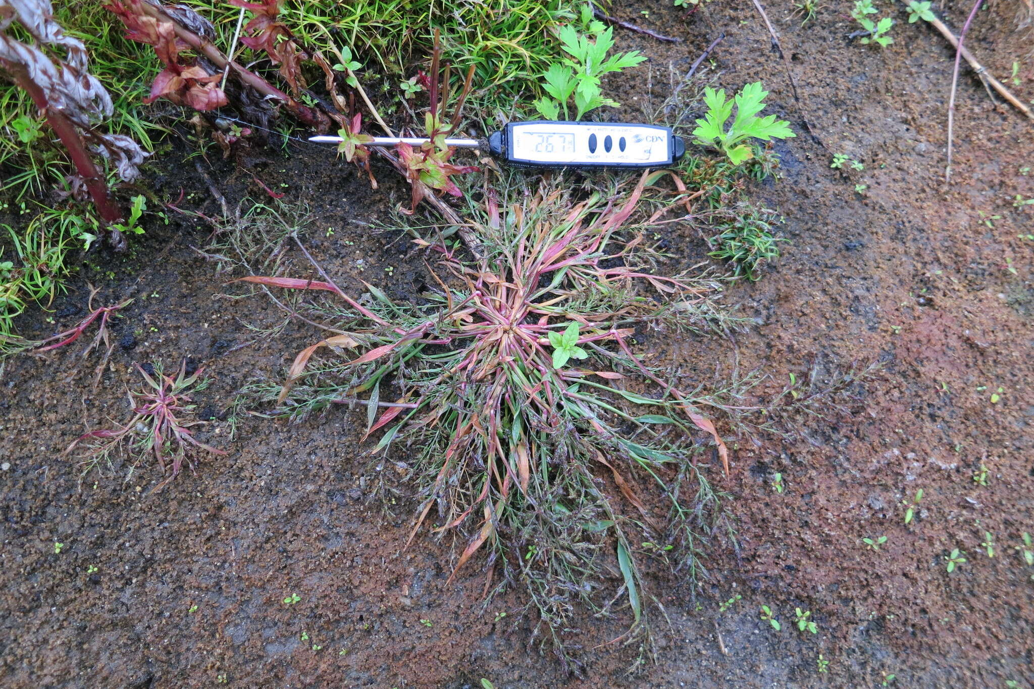 Image of Eragrostis multicaulis Steud.