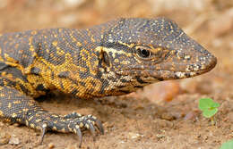 Image of Varanus niloticus