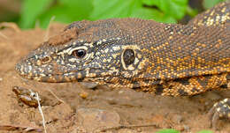 Image of Varanus niloticus