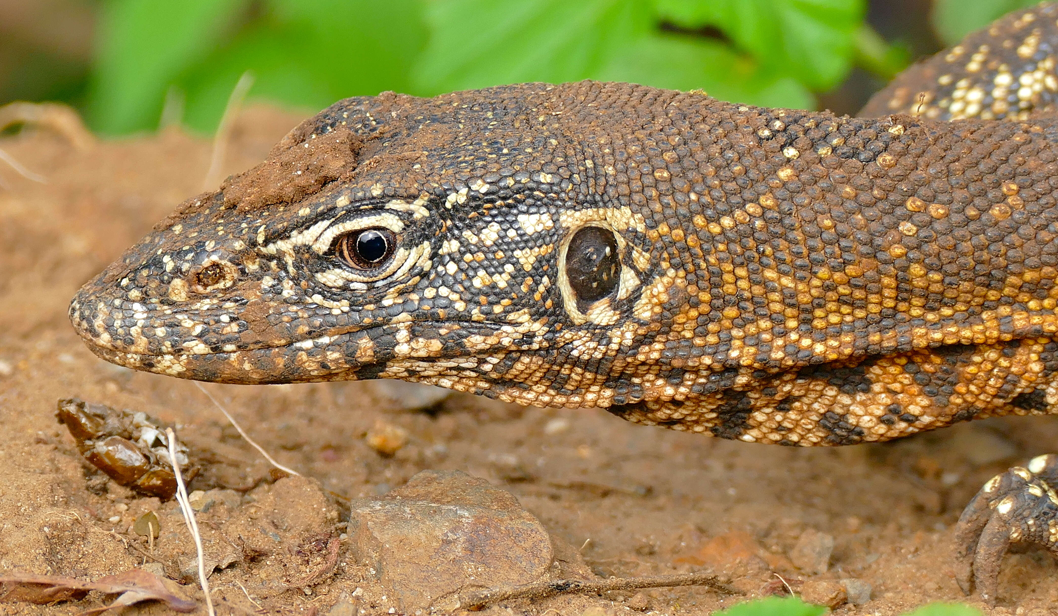 Image of Varanus niloticus