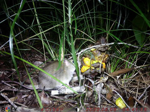 Image of Australian Pale Field Rat