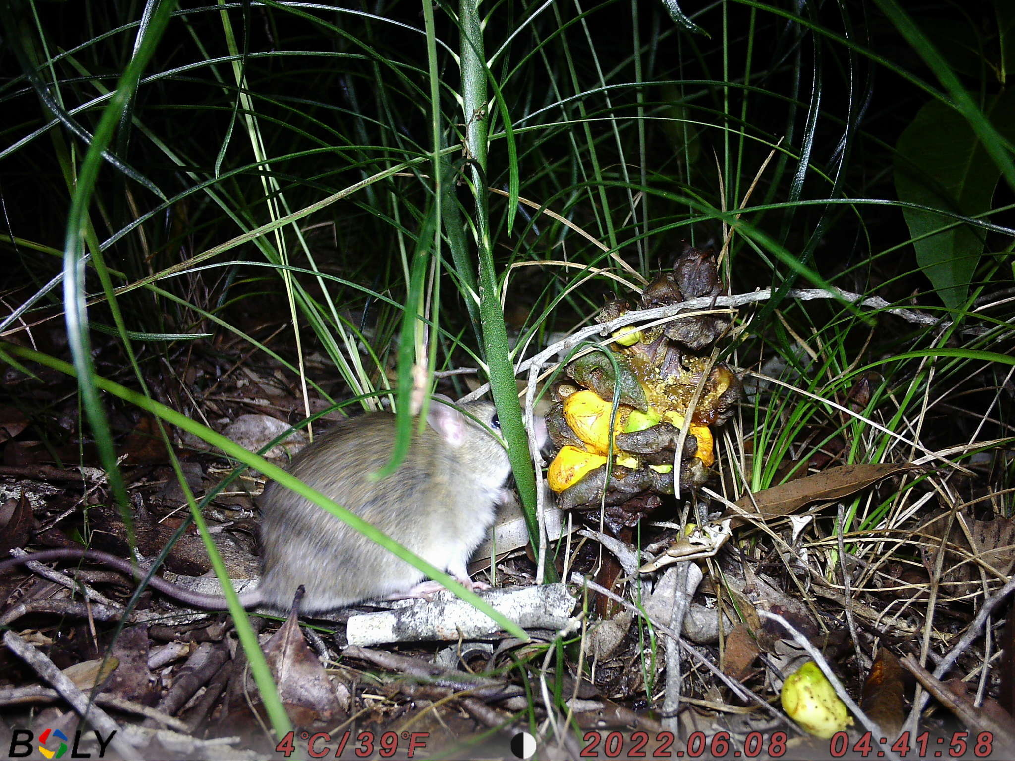 Image of Australian Pale Field Rat