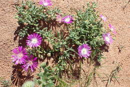 Imagem de Drosanthemum oculatum L. Bol.