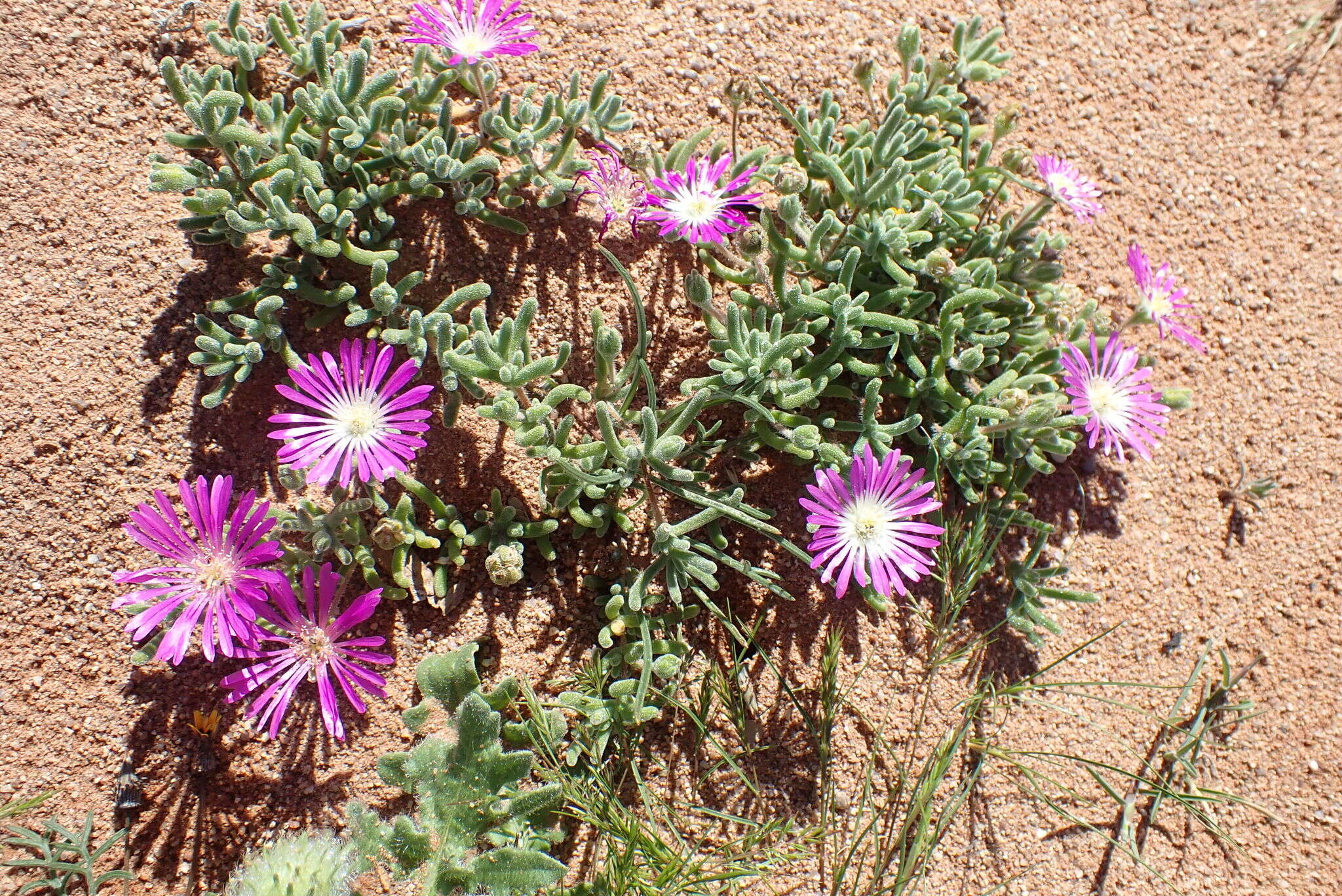 Imagem de Drosanthemum oculatum L. Bol.