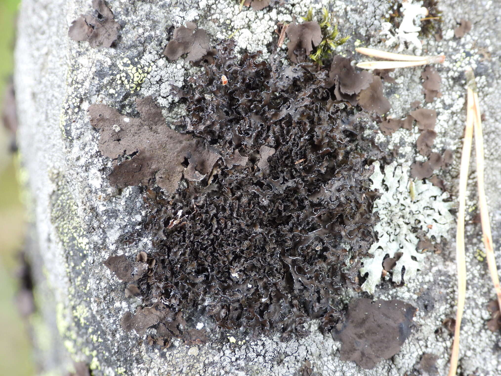 Image of Cetrariella commixta (Nyl.) A. Thell & Kärnefelt
