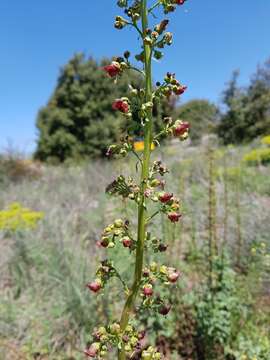 Image of Scrophularia rubricaulis Boiss.