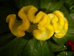 Imagem de Celosia argentea var. cristata