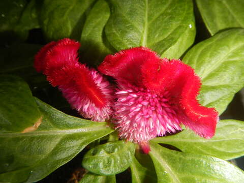 Imagem de Celosia argentea var. cristata