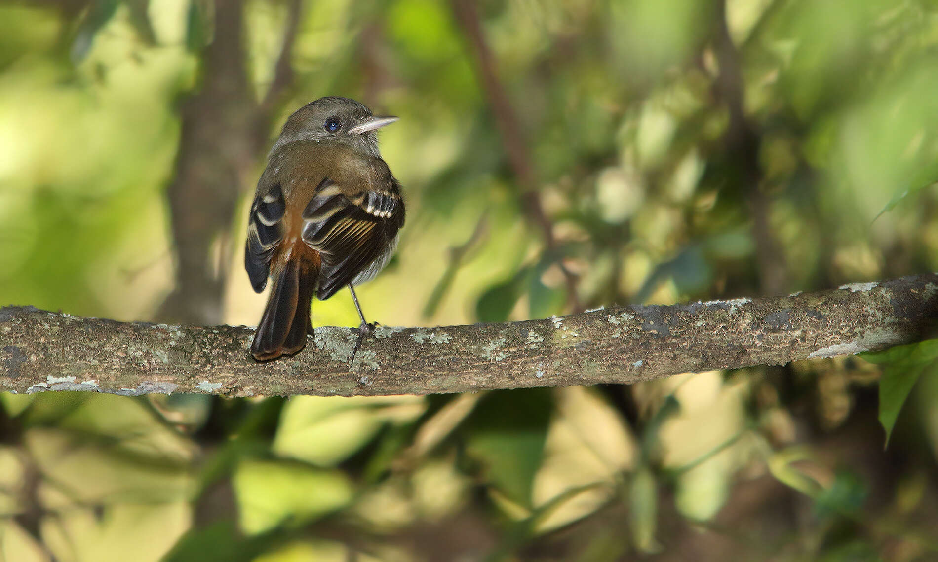 Image of Plumbeous Tyrant