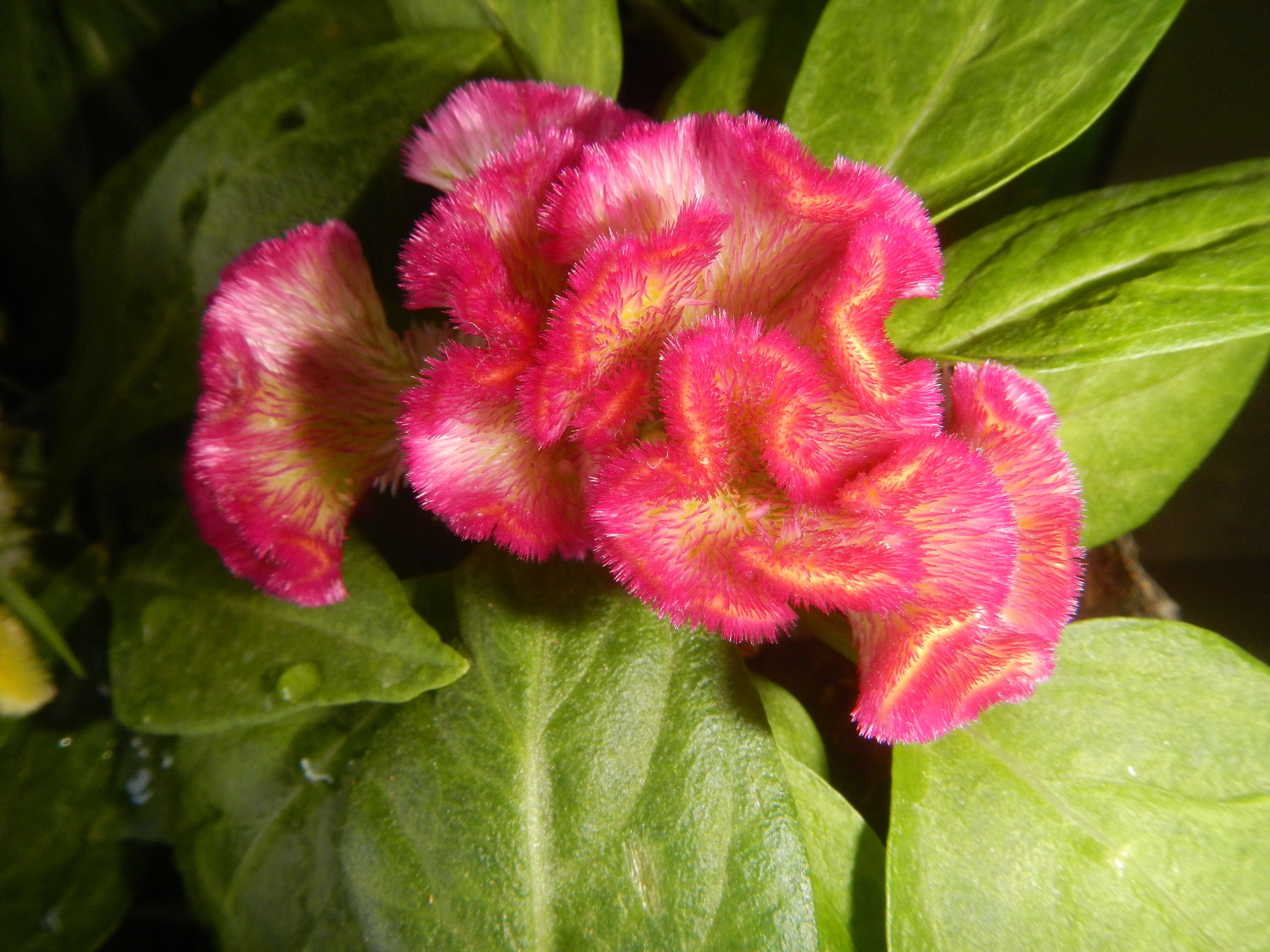 Imagem de Celosia argentea var. cristata