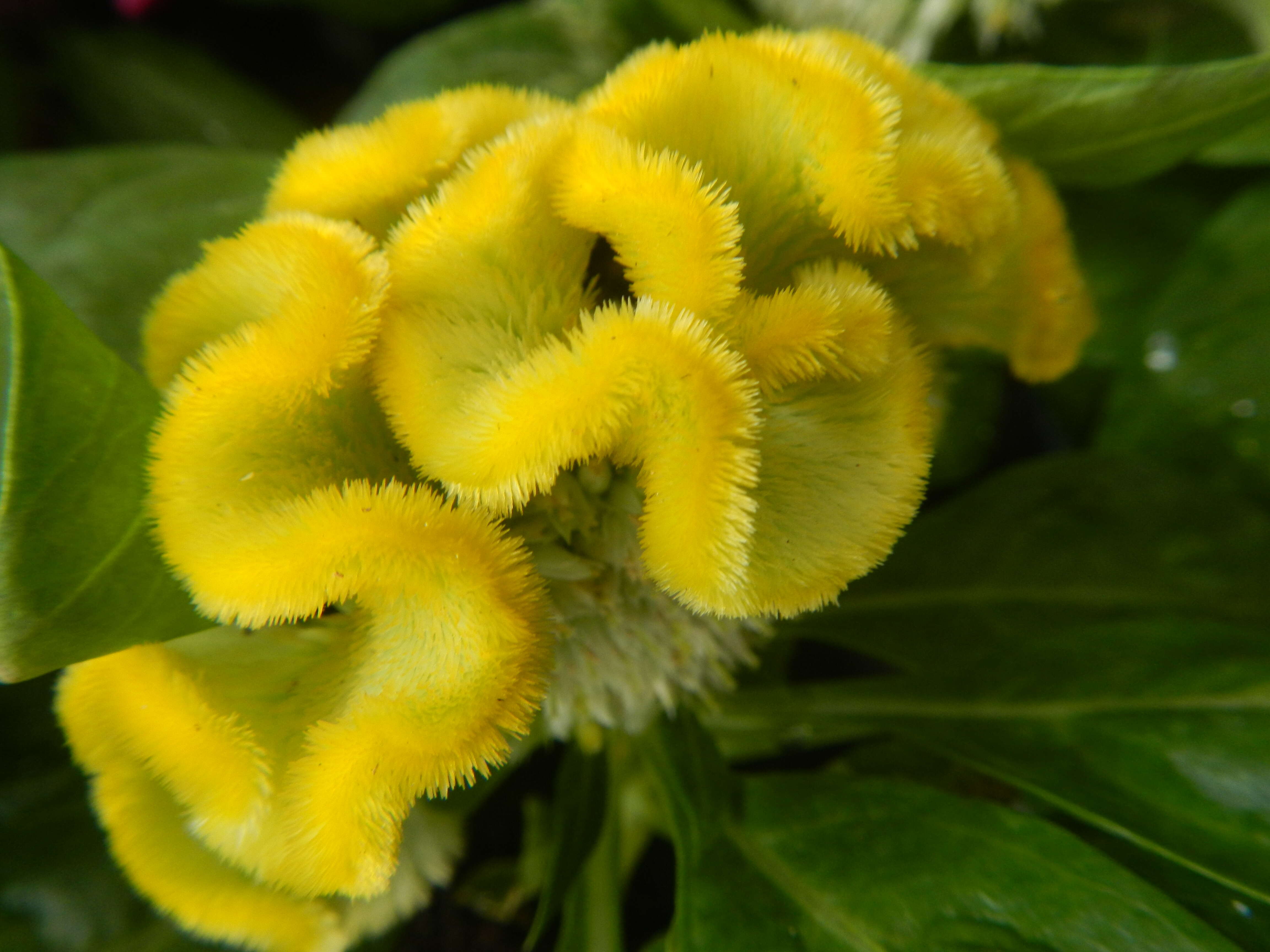 Imagem de Celosia argentea var. cristata