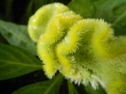 Imagem de Celosia argentea var. cristata