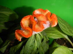 Imagem de Celosia argentea var. cristata