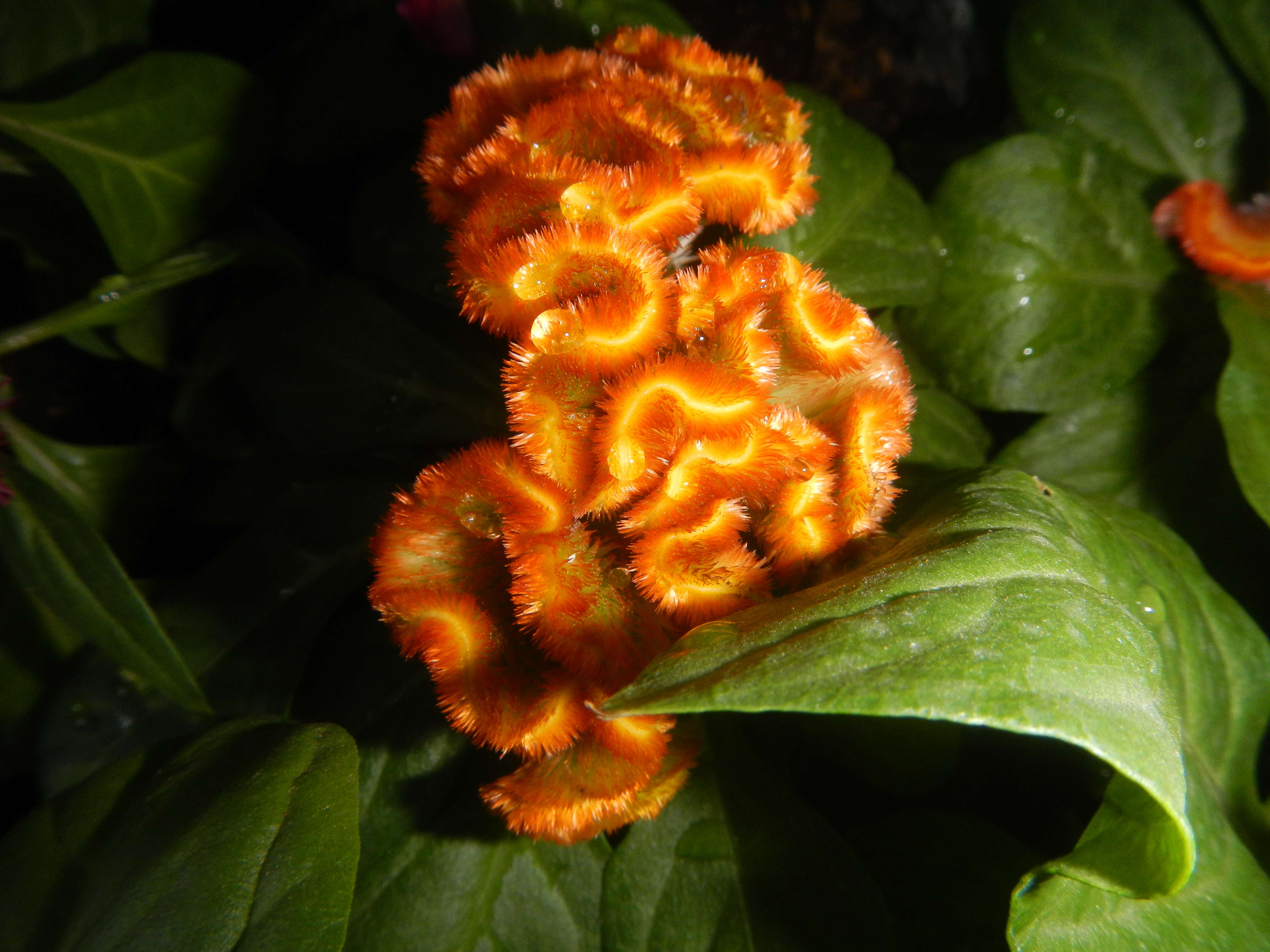 Imagem de Celosia argentea var. cristata