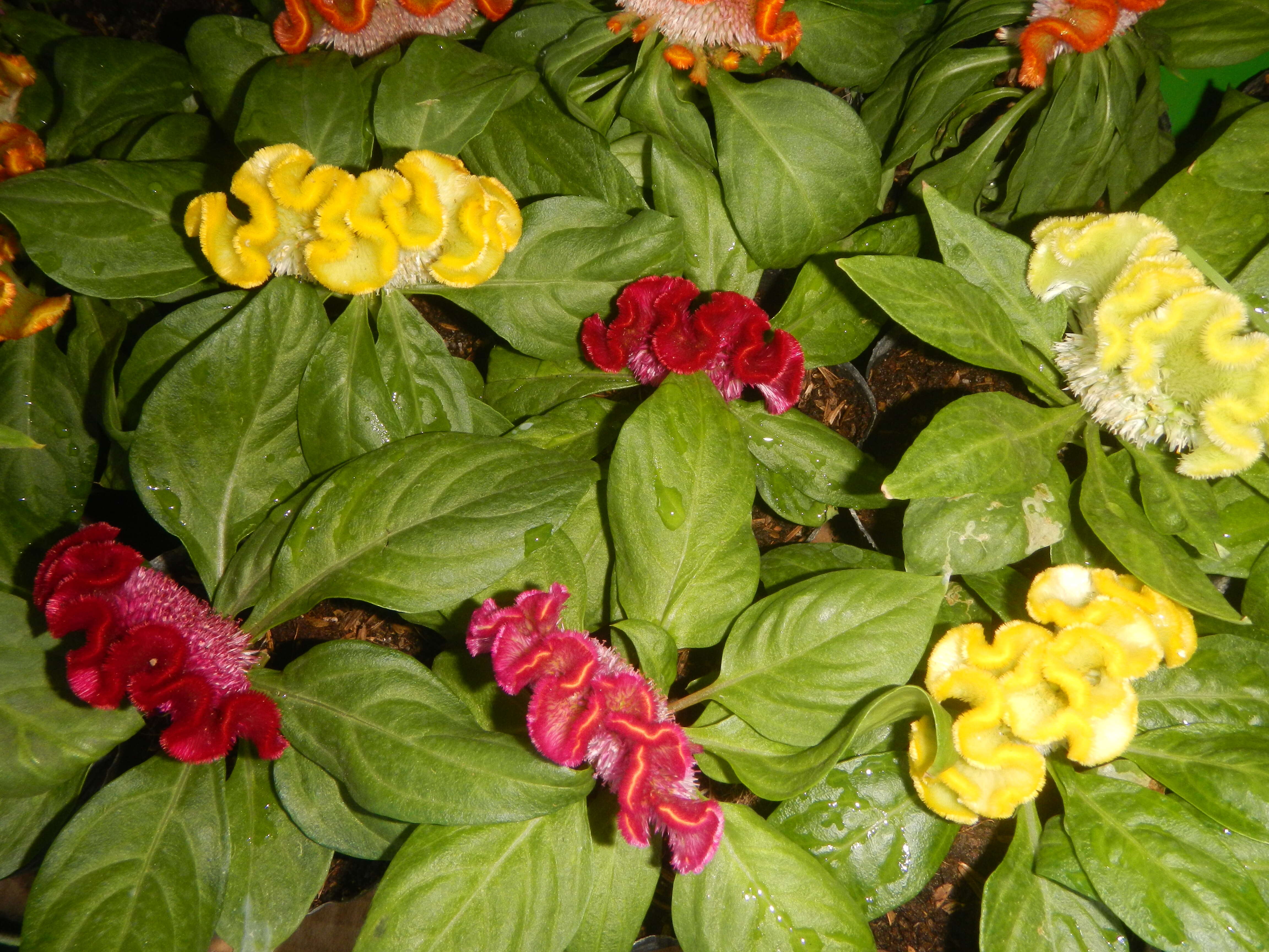 Imagem de Celosia argentea var. cristata