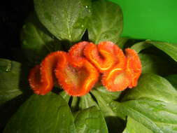 Imagem de Celosia argentea var. cristata