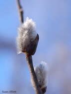 Plancia ëd Salix discolor Muhl.