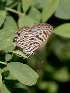 Image of Leptotes plinius