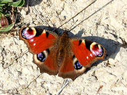 Image of Aglais io