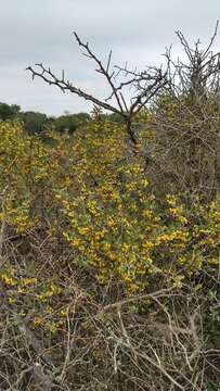 Image of Berberis ruscifolia Lam.