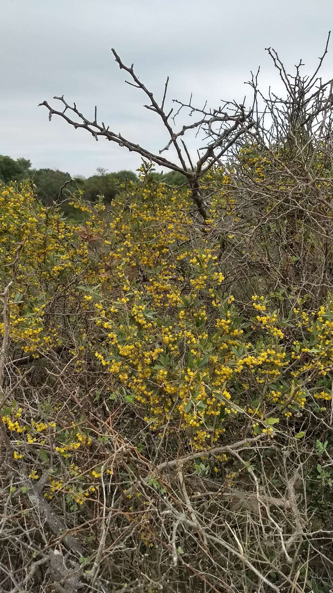 Plancia ëd Berberis ruscifolia Lam.