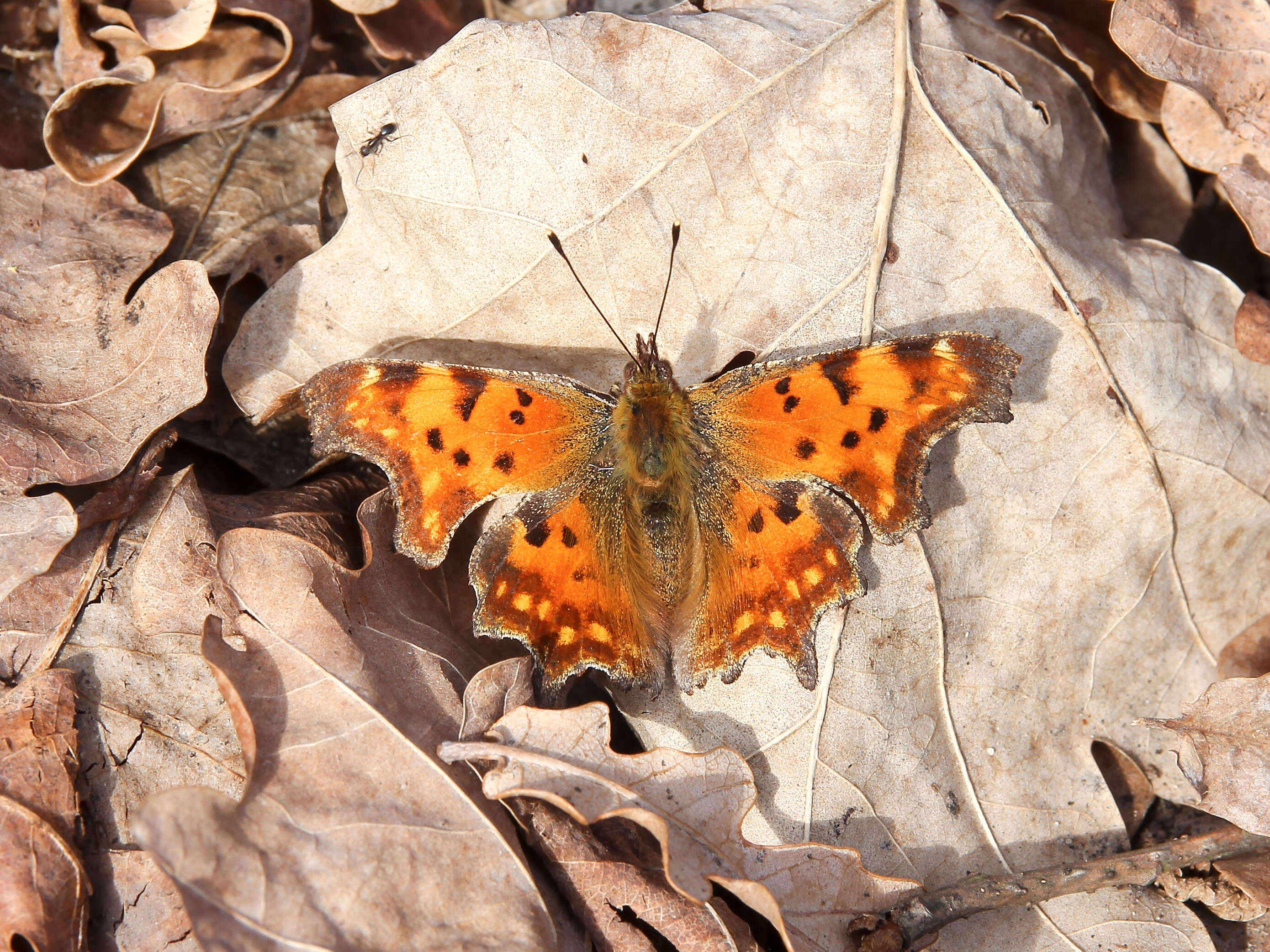 Image of Comma