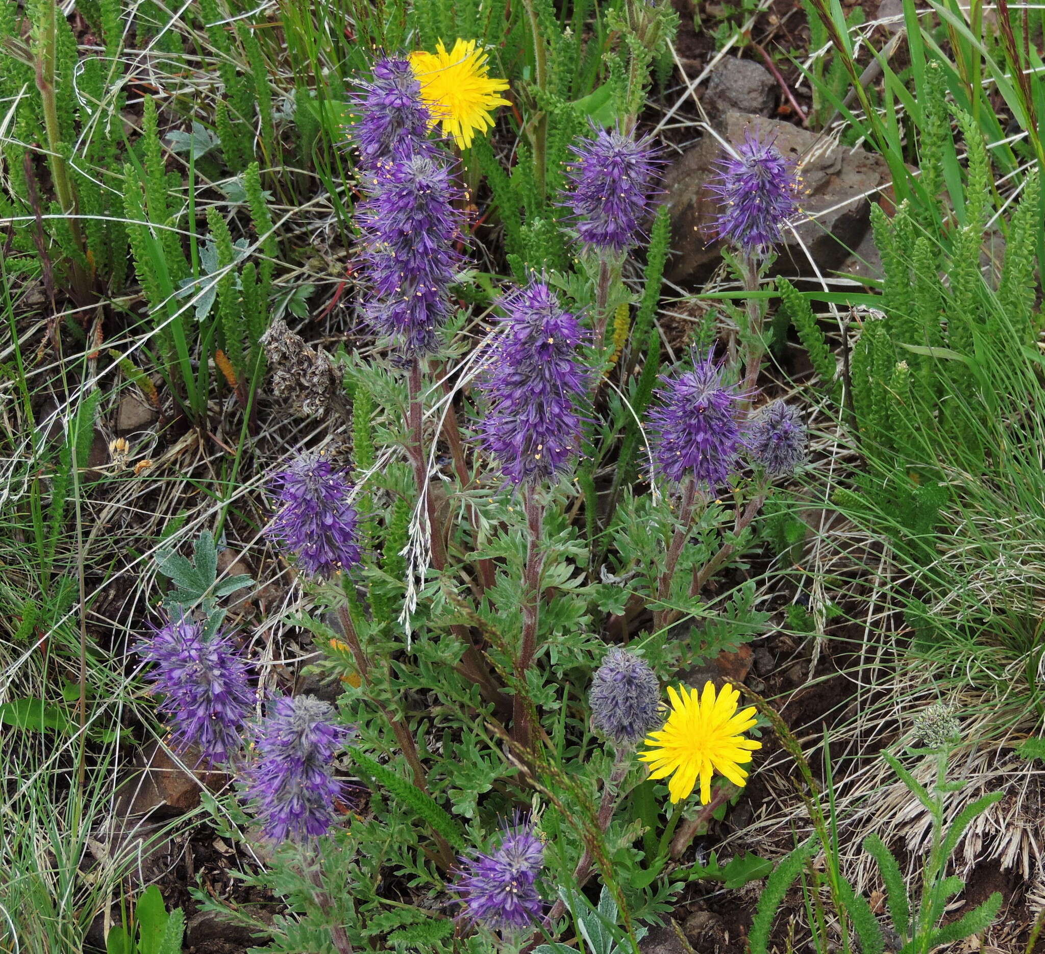 Image of silky phacelia