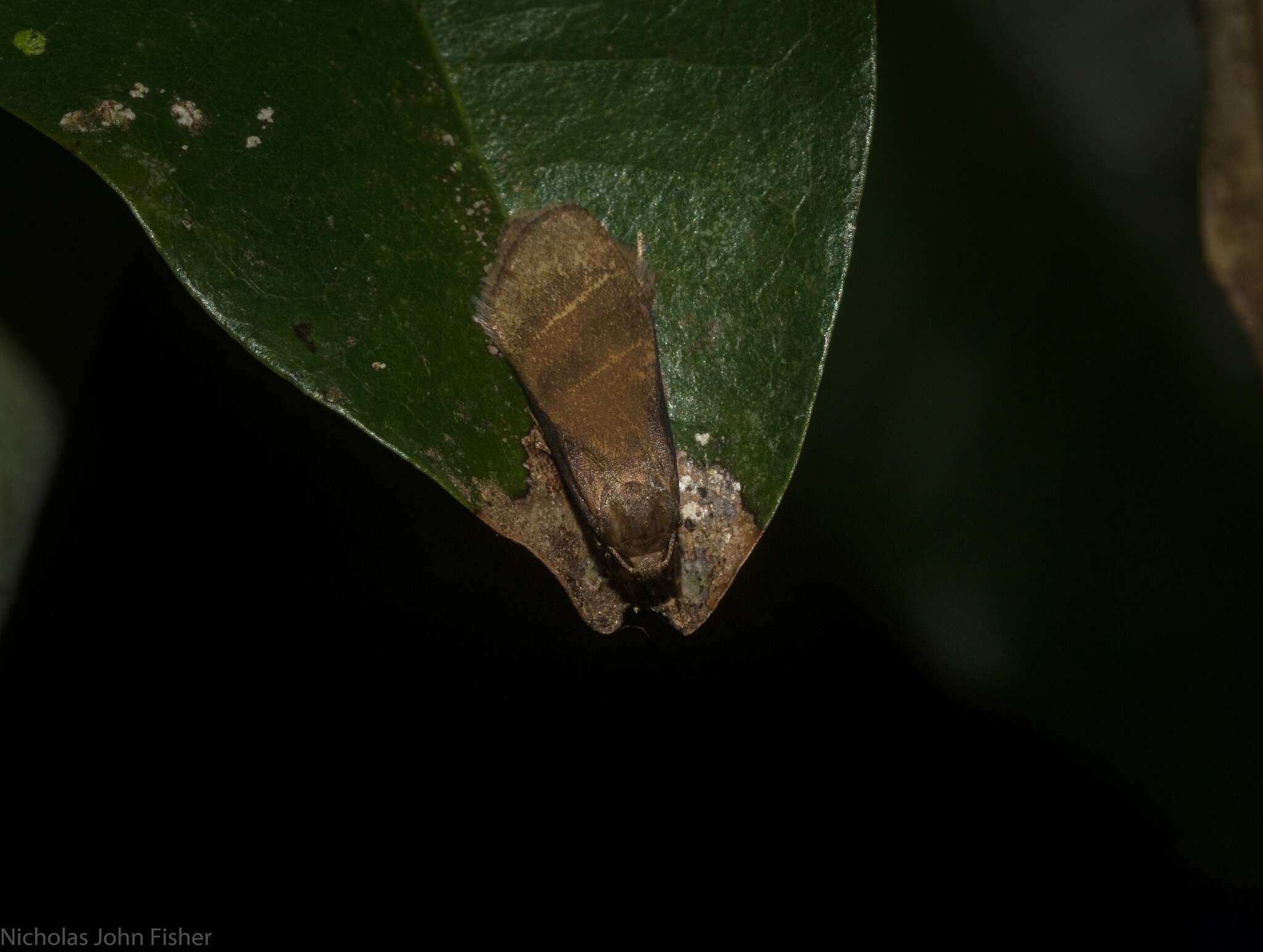 Lambula obliquilinea Hampson 1900的圖片