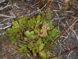 Crassula cultrata L. resmi