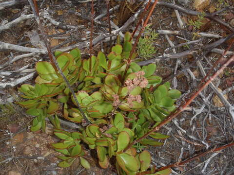 Image of Crassula cultrata L.