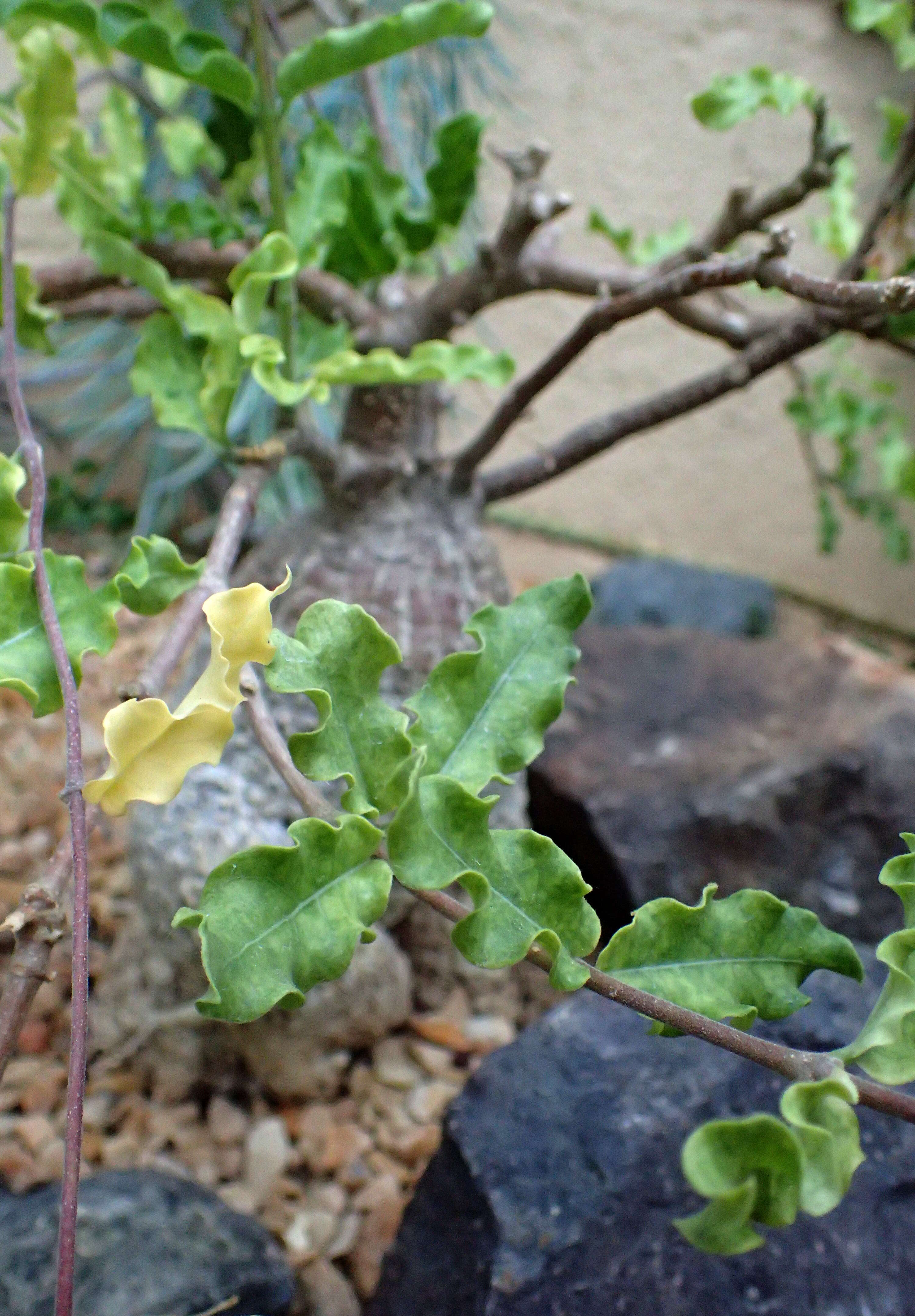 Image de Fockea edulis (Thunb.) K. Schum.