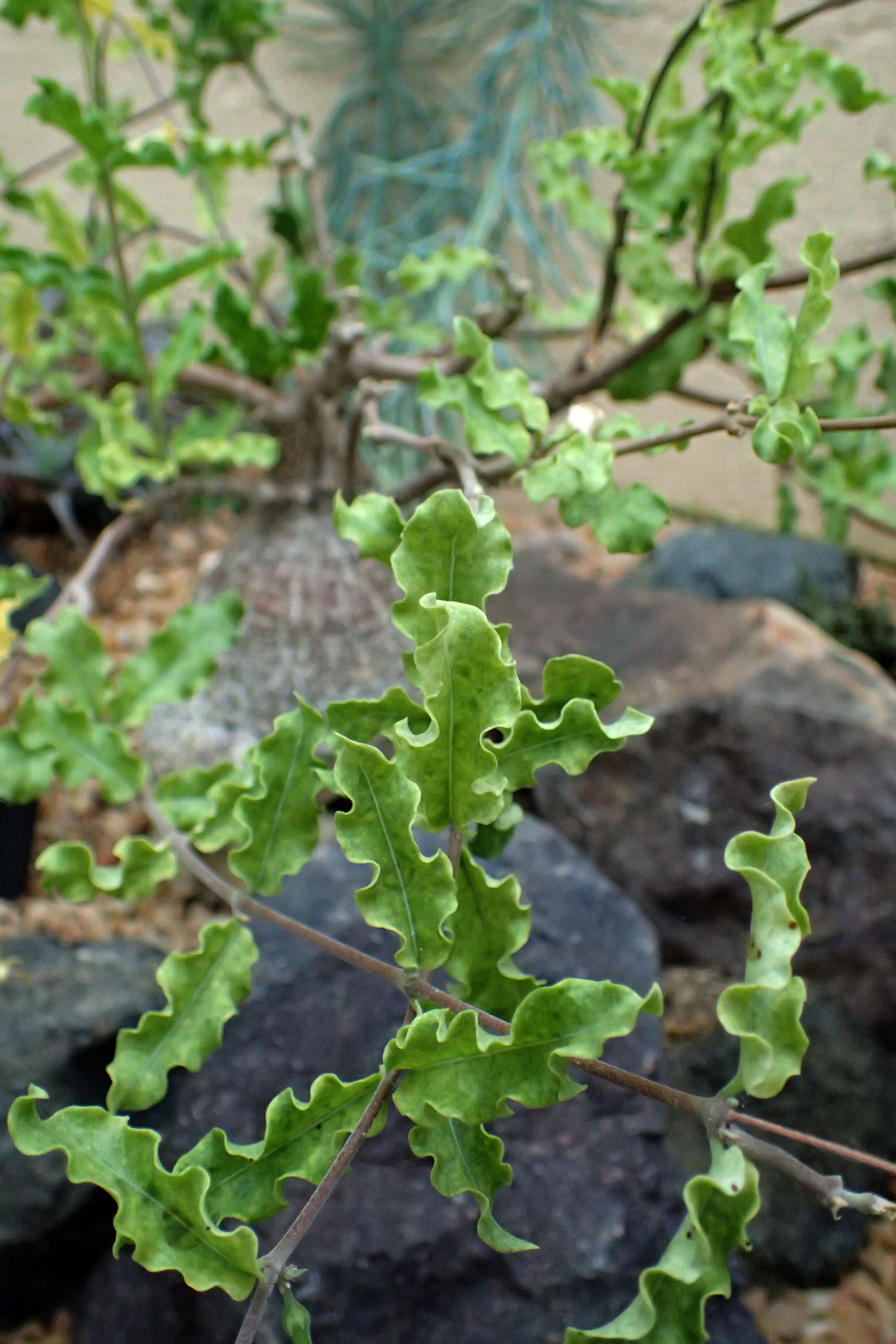 Image de Fockea edulis (Thunb.) K. Schum.