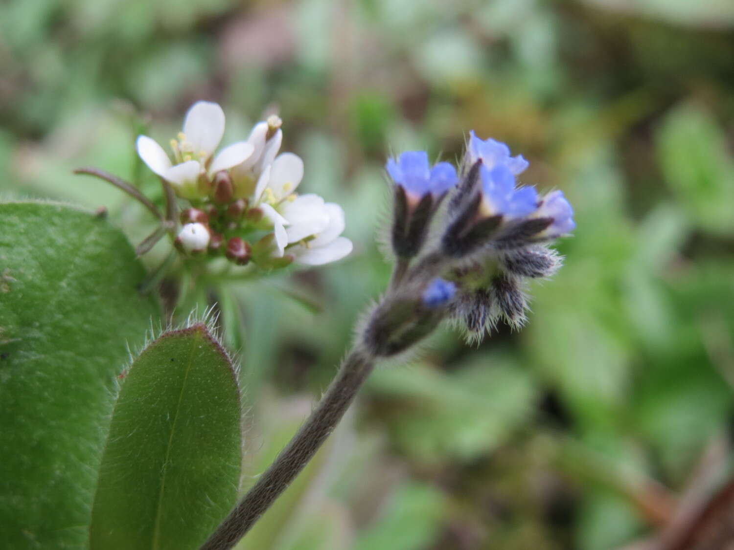 Image of field forget-me-not