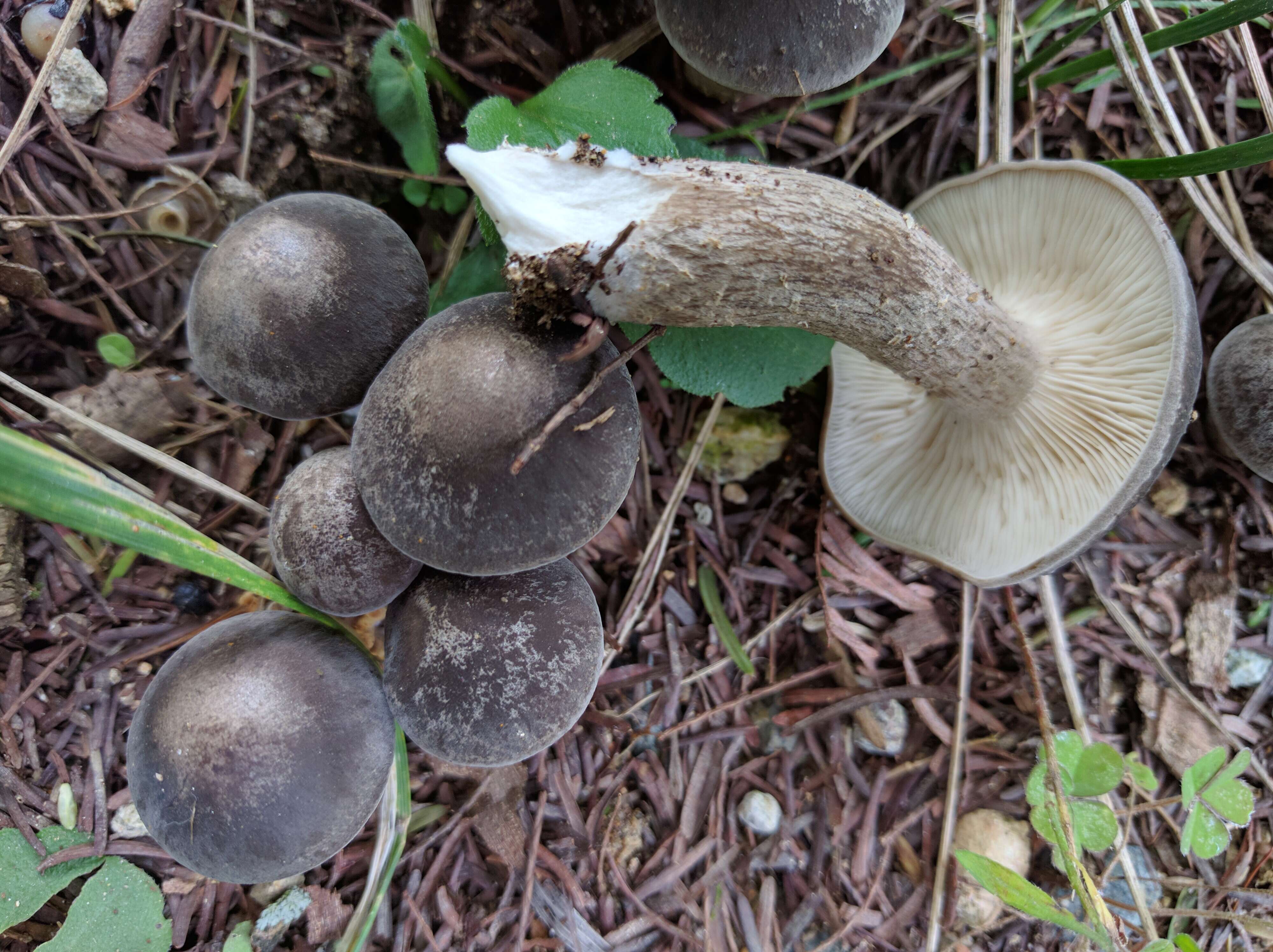 Image of Lyophyllum decastes (Fr.) Singer 1951