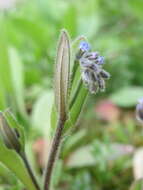 Image of field forget-me-not