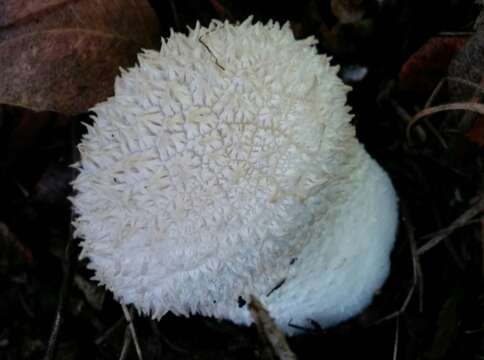 Imagem de Lycoperdon curtisii Berk. 1873