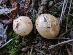 Image of Lycoperdon mammiforme Pers. 1801