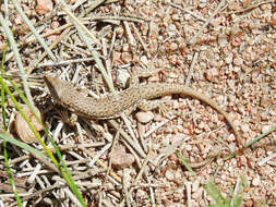 Image of Multi-ocellated Racerunner