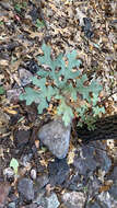 Image of Chisos red oak