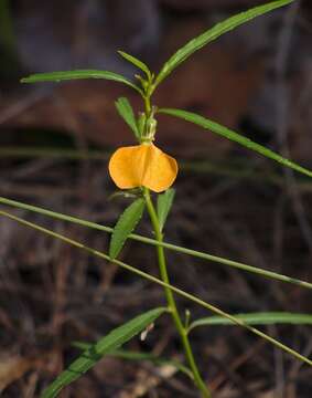 Pigea stellarioides (Domin) P. I. Forst. resmi