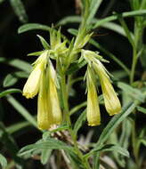 Image of onosma