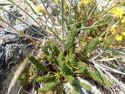 Image of Tweedy's ivesia