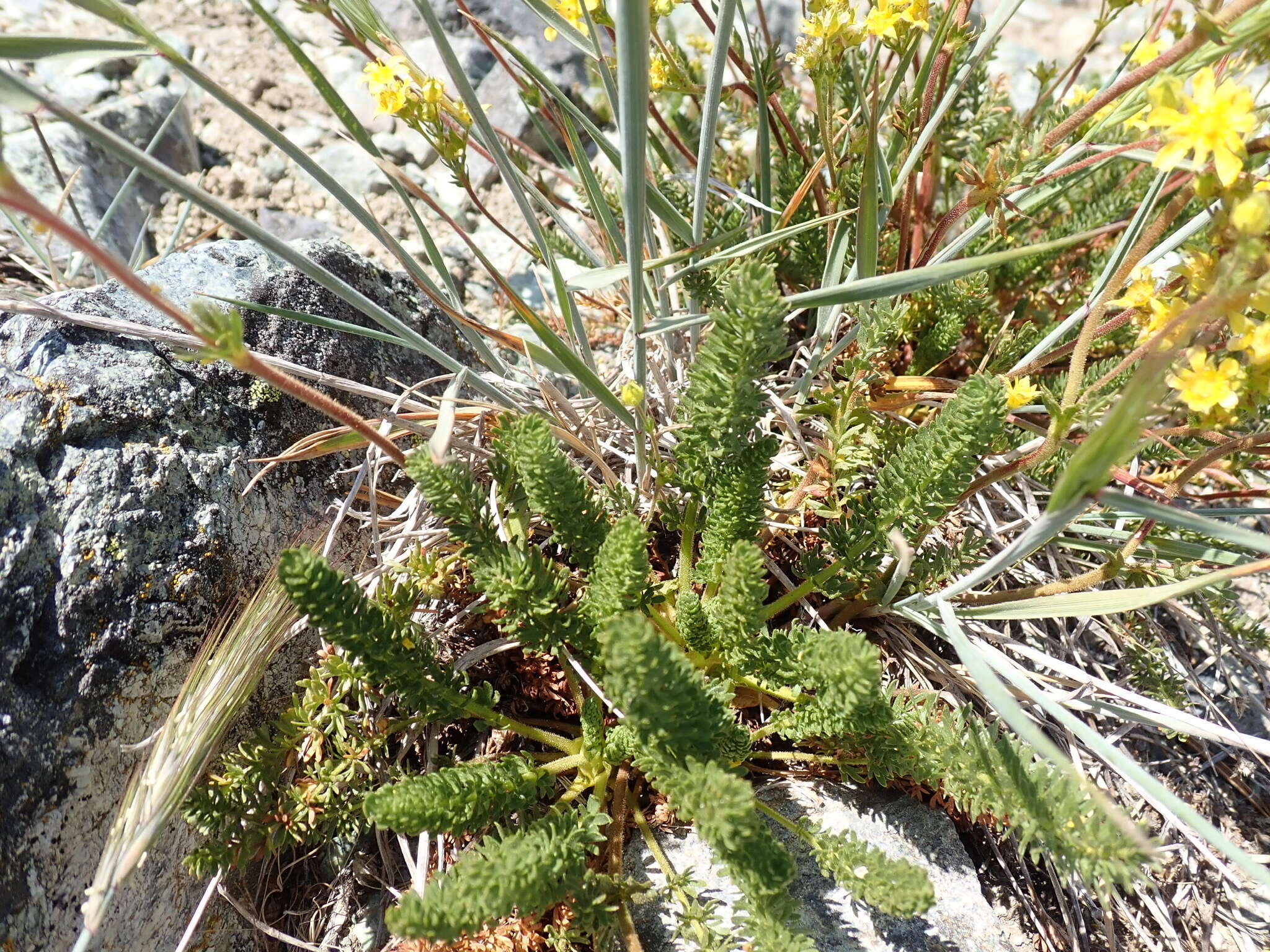 Image of Tweedy's ivesia