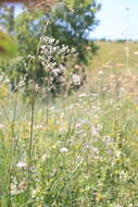 Image of Gypsophila altissima L.