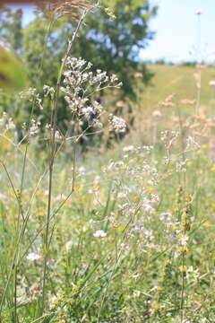 Слика од Gypsophila altissima L.