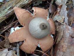 Image of Geastrum saccatum