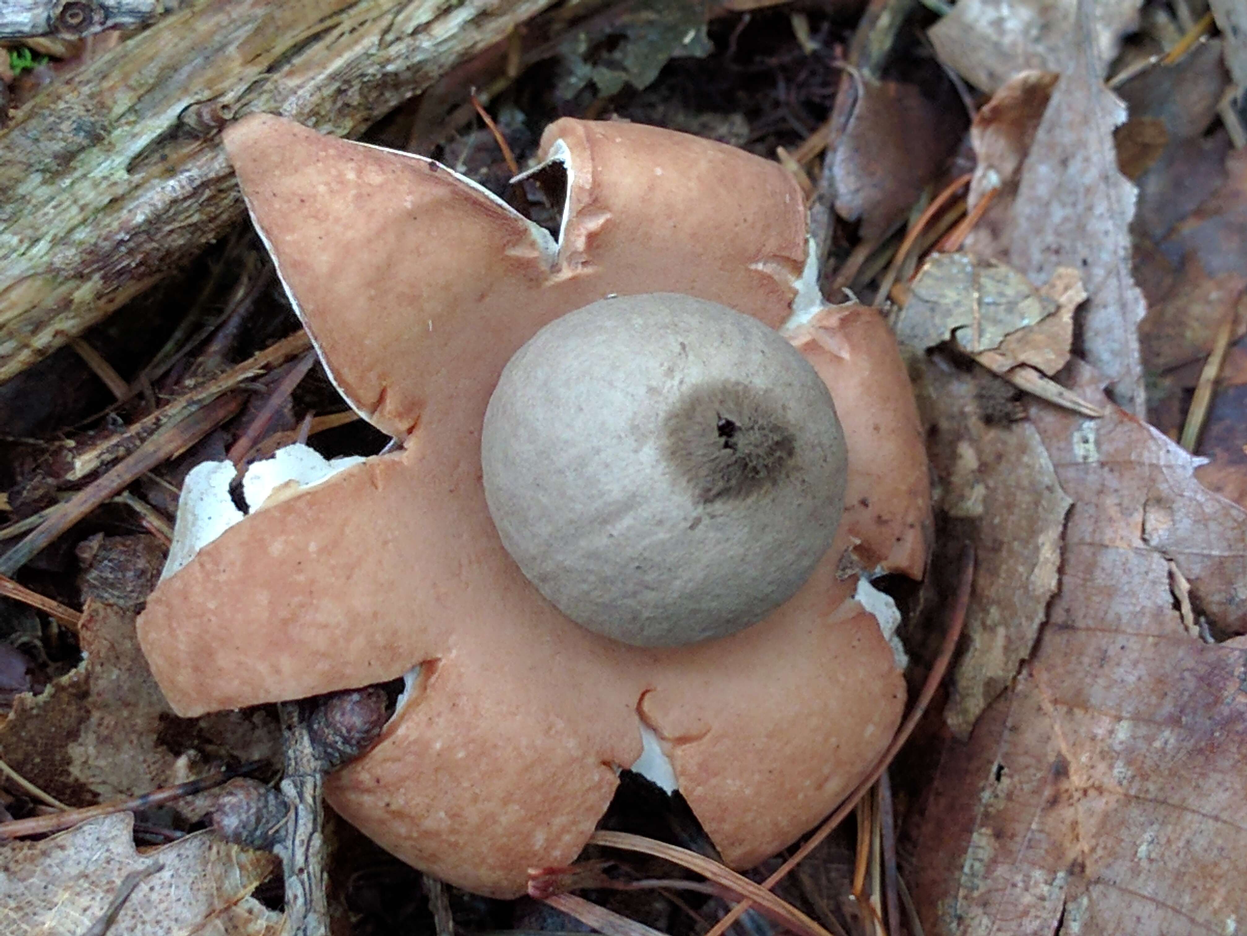 Image of Geastrum saccatum