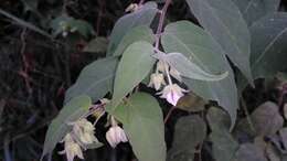 Image of Solanum didymum Dun.