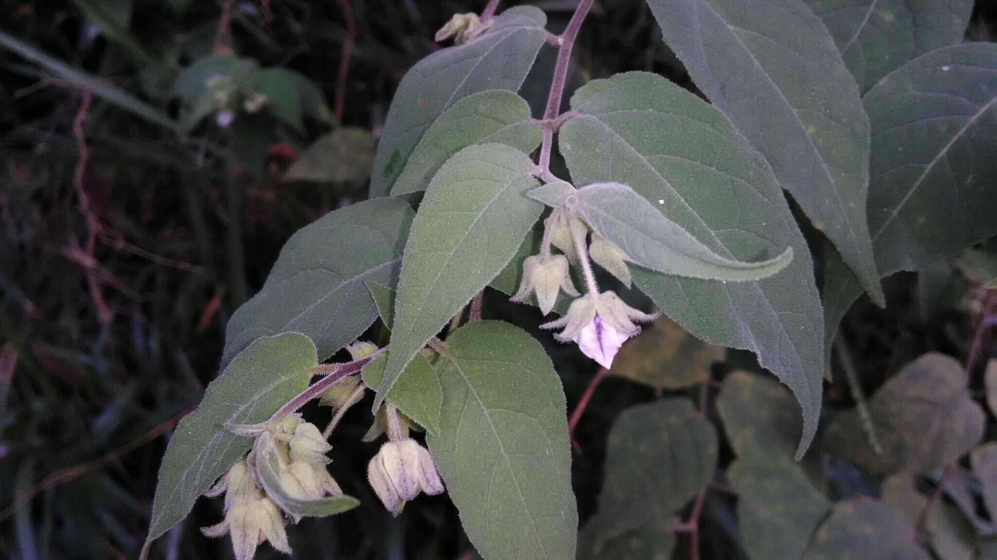 Image de Solanum didymum Dun.