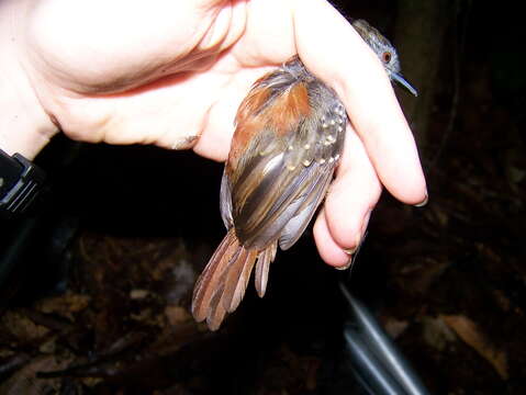 Image of Rufous-tailed Antwren